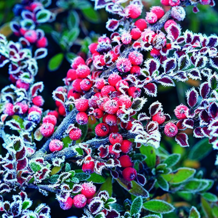 Servietten Ambiente Frozen berries