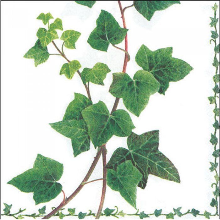 Servietten Ambiente Ivy Tendril